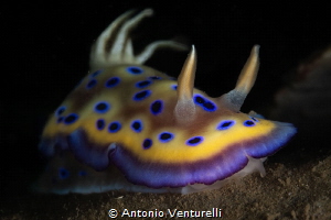 Goniobranchus kuniei_January 2025
(CanonEF100,1/200,f14,... by Antonio Venturelli 